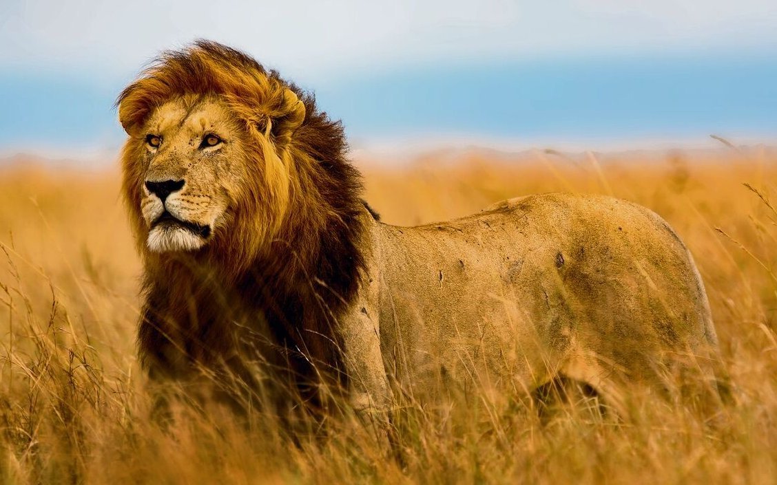 Das Löwenmännchen streift durch die Savanne und sucht ein Rudel zum Übernehmen. 