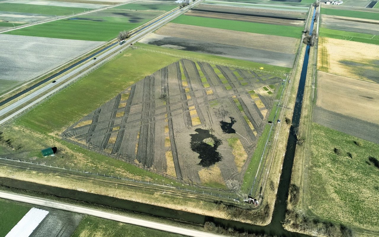 Die Kiebitzförderfläche bei Ins (BE) ist sechs Hektaren gross.