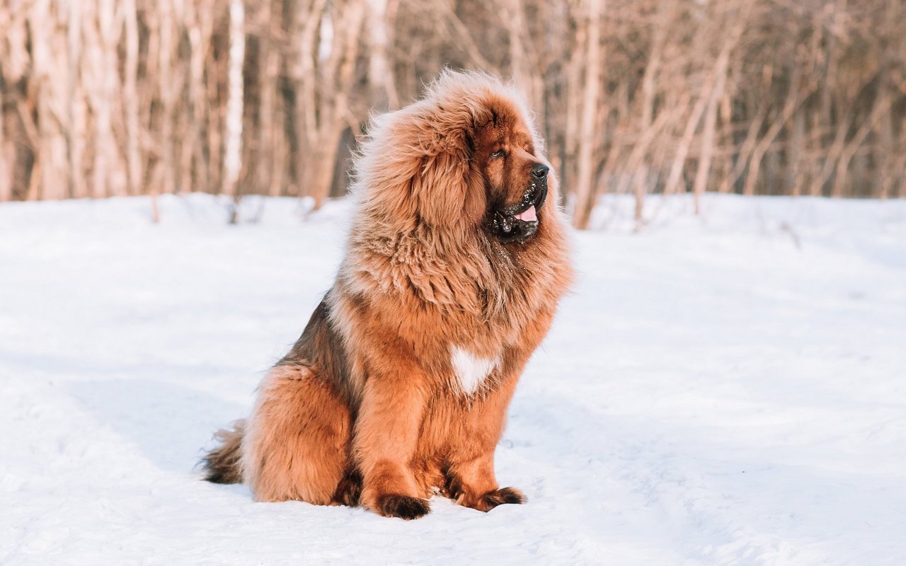 Die Tibet-Dogge ist ein imposanter, muskulöser Hund mit einem dichten, langen Winterfell und einer majestätischen Mähne, die den Rüden ein löwenähnliches Aussehen verleiht.