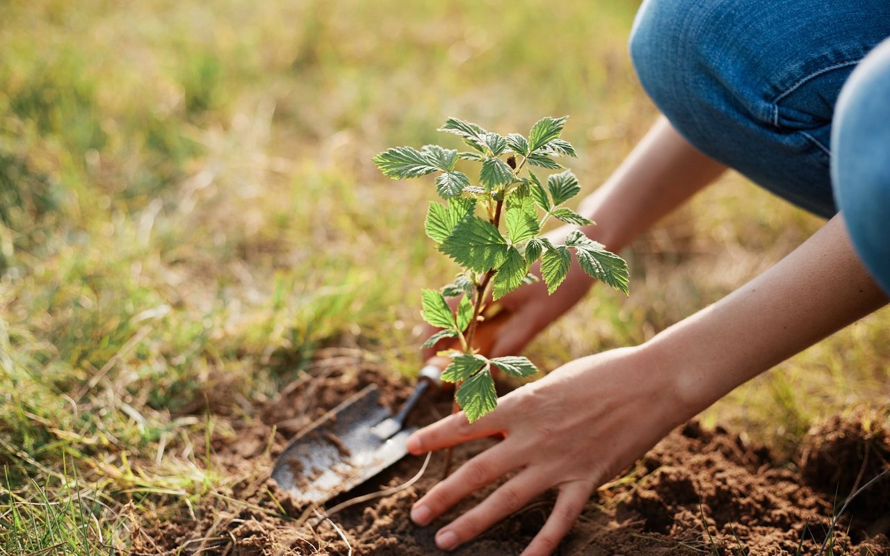 Der Frühling erwacht der Garten aus dem Winterschlaf. Jetzt stehen einige Arbeiten an.