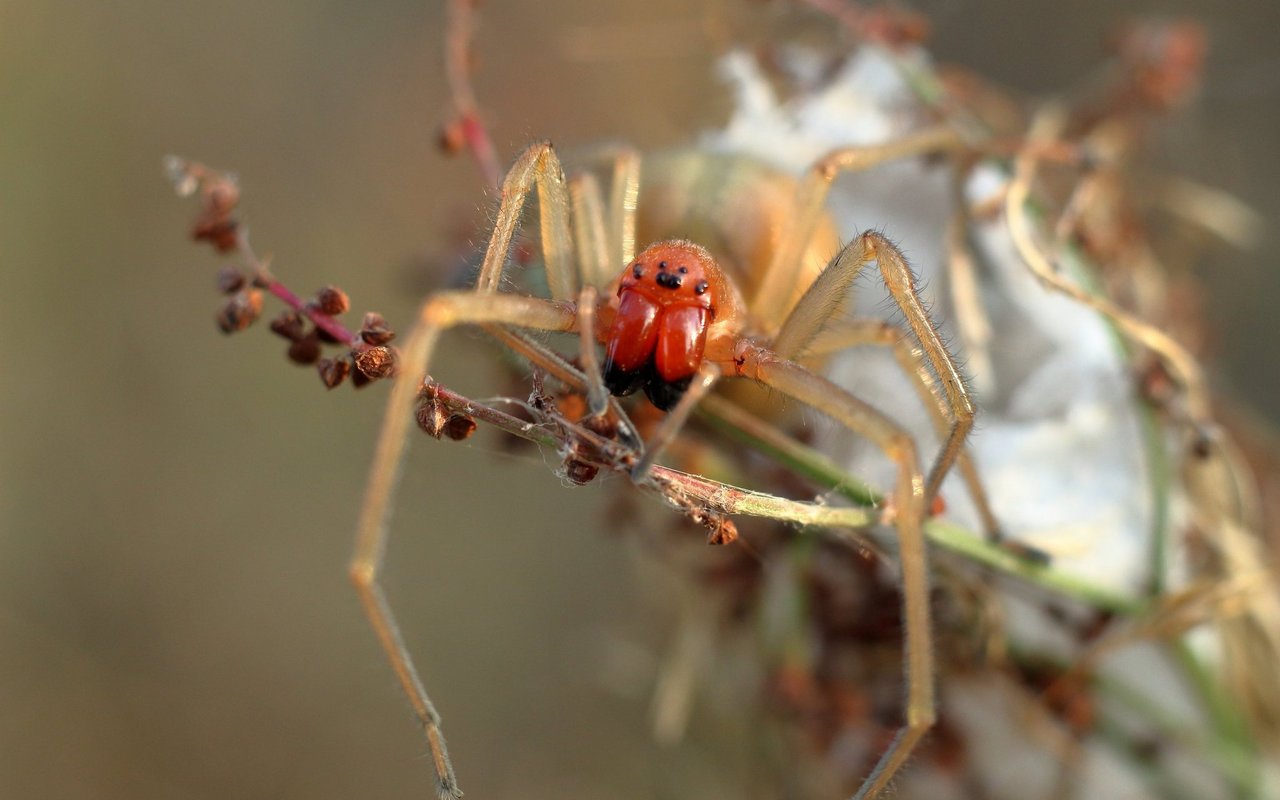Die Ammen-Dornfinger ist eine der giftigsten Spinnen der Schweiz.