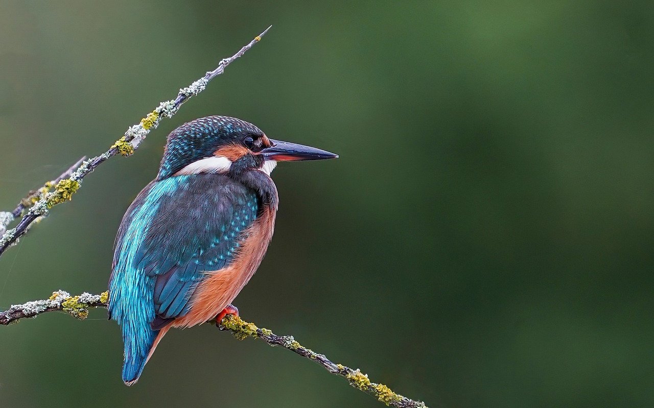 Der Eisvogel ist mit seinem schillernden Gefieder unverkennbar. 