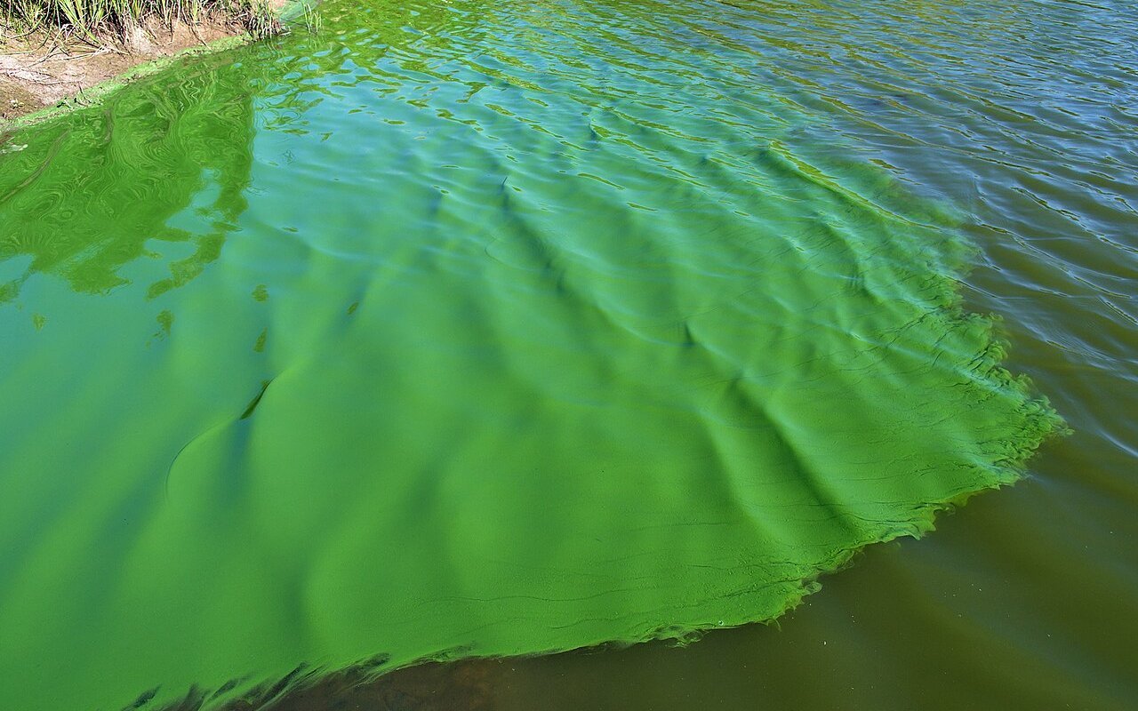Cyanobakterien werden auch Blaualgen genannt.