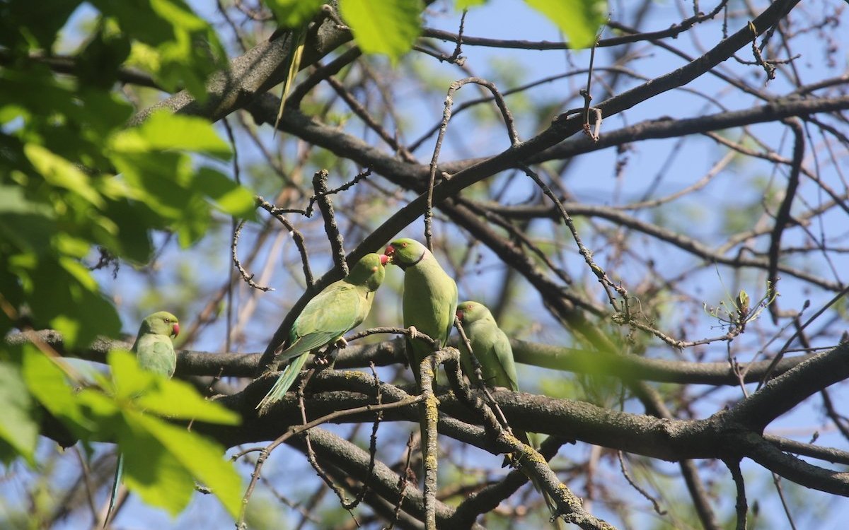 Kleine Halsbandsittiche in einer Plantane des Luisenparks Mannheim. 