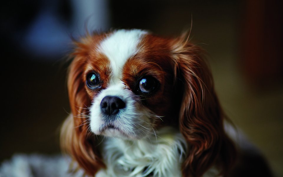 Die Rasse Cavalier King Charles Spaniel kämpft mit vielen gesundheitlichen Problemen.
