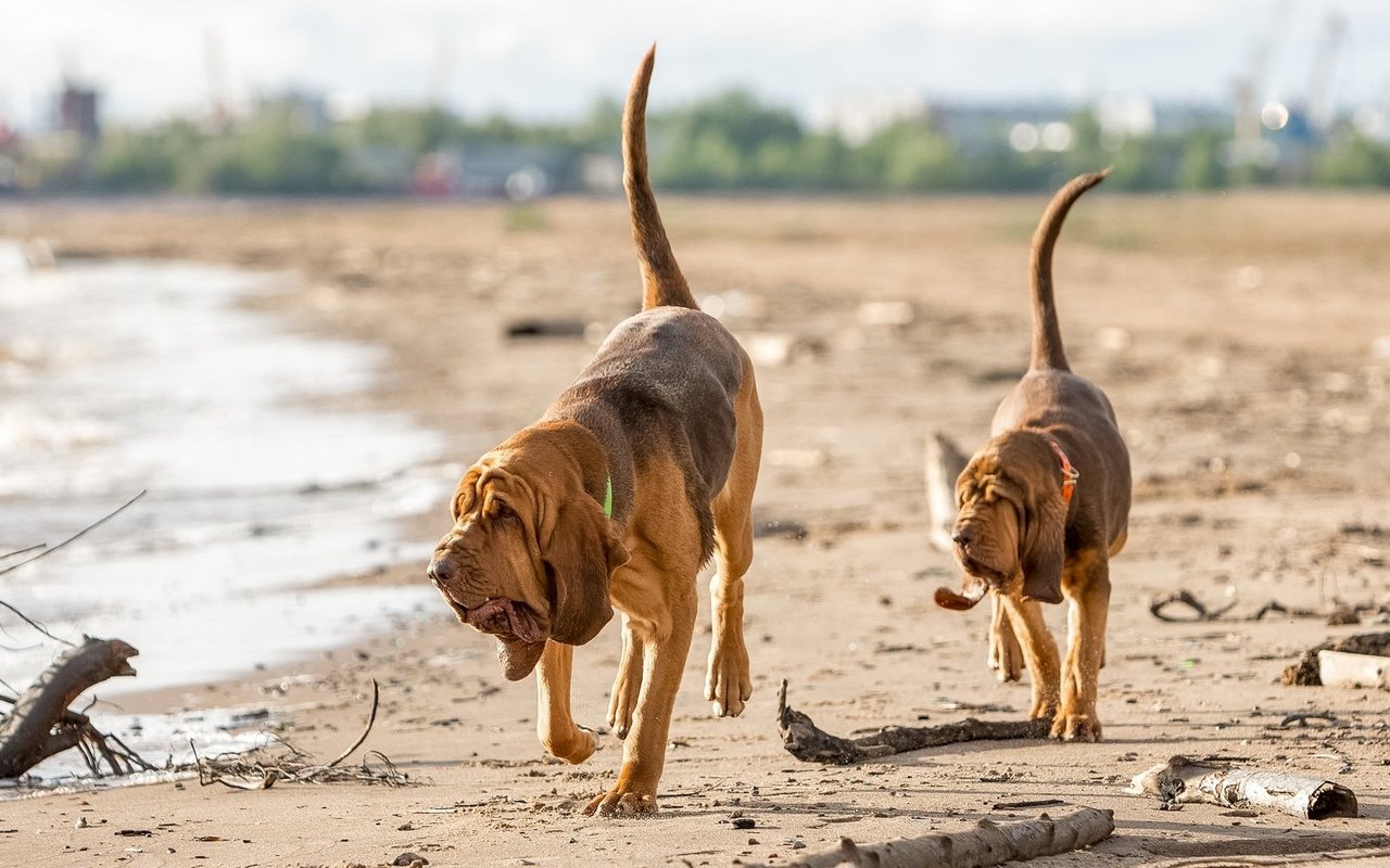 Ab dem dritten Tier profitieren Sie bei wau-miau von einem Rudelrabatt in Höhe von 10% pro Police.