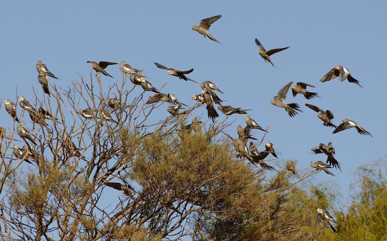 Äusserst seltene Aufnahme von Nymphensittichen in Australien. 