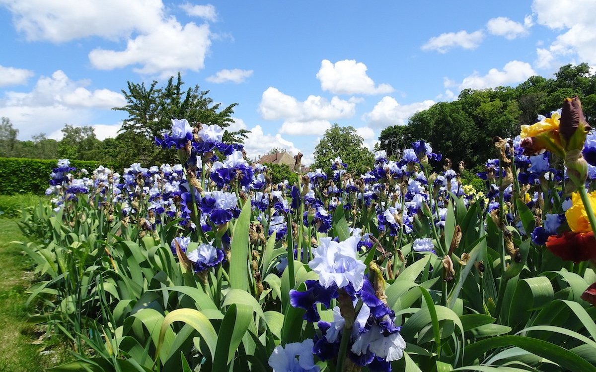 Die Iris-Sammlung im Château de Vullierens ist äusserst bemerkenswert. 