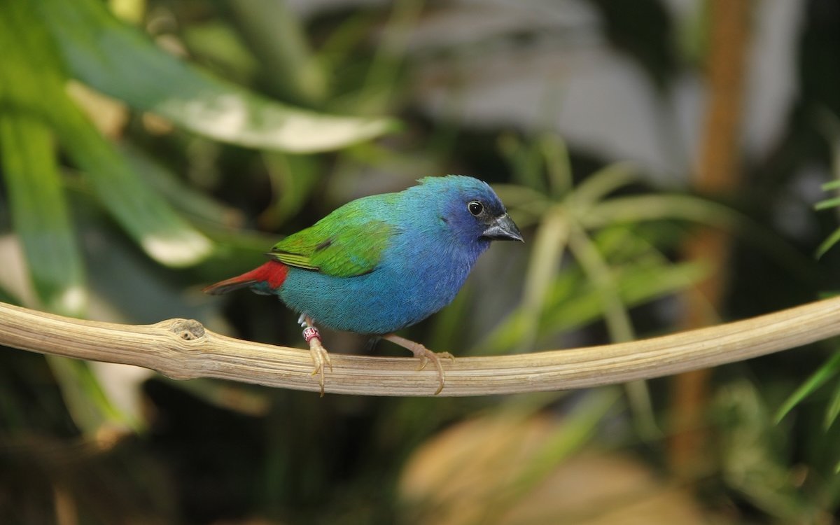 Forbes Papageiamadinen fühlen sich wohl in bepflanzten mit natürlichen Ästen eingerichteten Zimmervolieren.