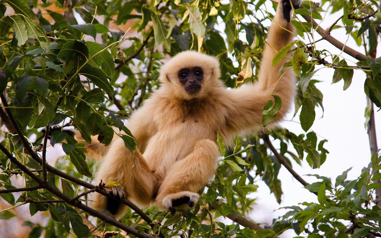 Weibliche Gibbons sitzen nicht immer so still. Manchmal packt sie das Tanzfieber.