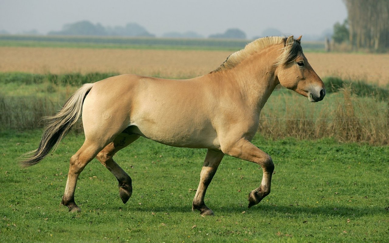Ihr kompakter und muskulöser Körperbau macht sie vielseitig einsetzbar.