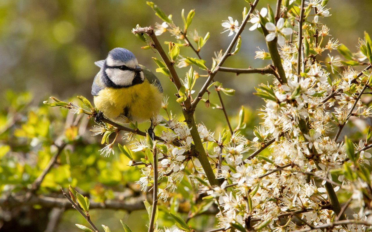 Alle wichtigen Arbeiten an Hecken sollte vor der Vogelbrutzeit abgeschlossen sein.