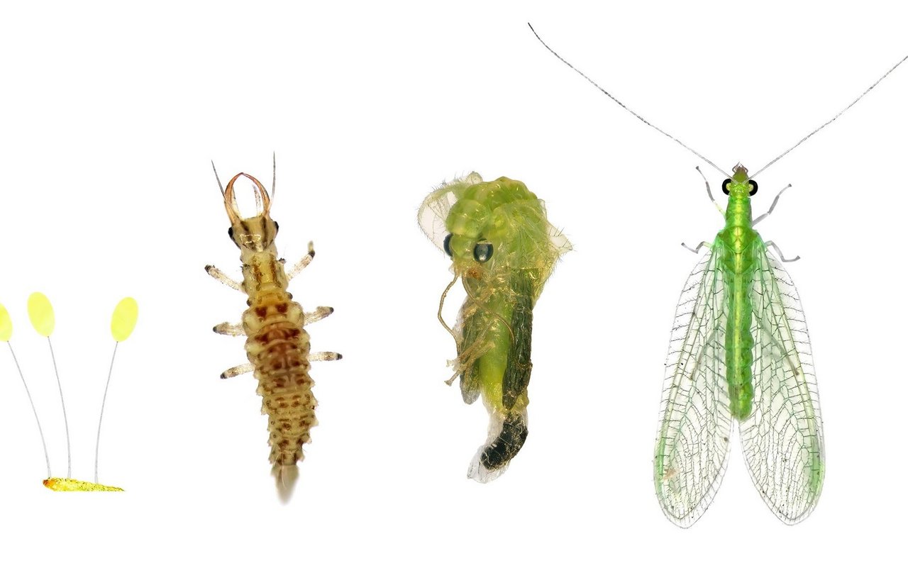 Eier, Larve, Puppe und ausgewachsene Florfliege.