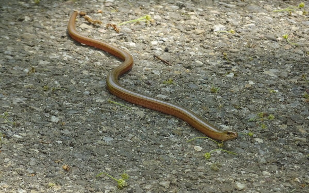 Da die Landschaft noch sehr naturbelassen ist habe auch Blindschleichen ihre Refugien. 