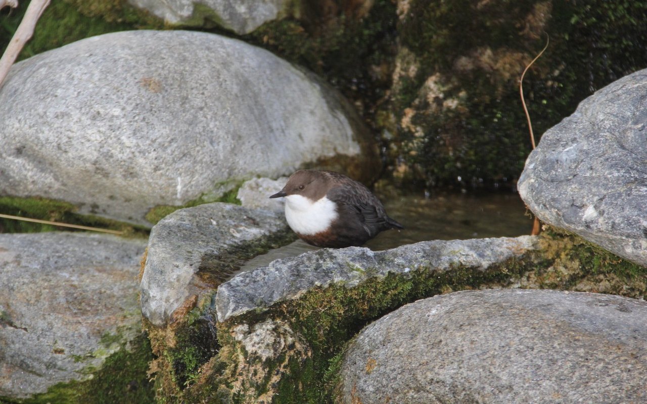 Auch jetzt im Winter singt die Wasseramsel am eisigen Bach.