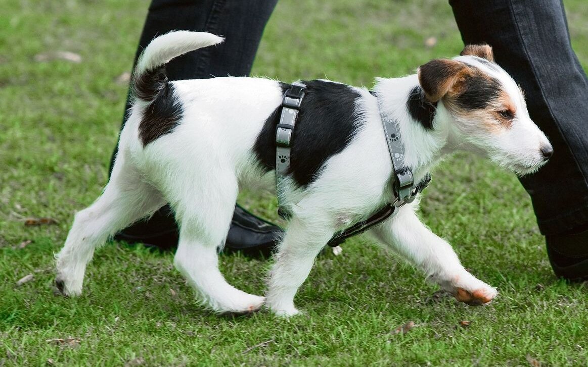 Die Welpenkurse sind für die Hündchen anstrengend. 