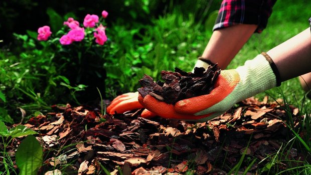 Mulch verhindert nicht nur das Wachstum von Unkraut, sondern dient je nach Material langfristig auch als Dünger.