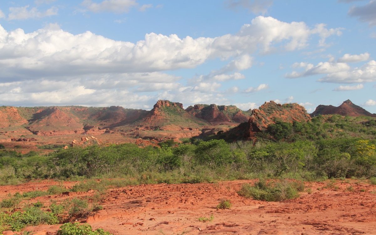 In dieser trockenen Landschaft im brasilianischen Bundesstaat Bahia leben seltene Lear-Aras, die dank einheimischen Führern gesehen werden können. 