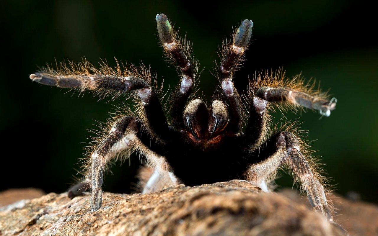 Vogelspinnen mögen es in der Regel nicht, berührt zu werden.