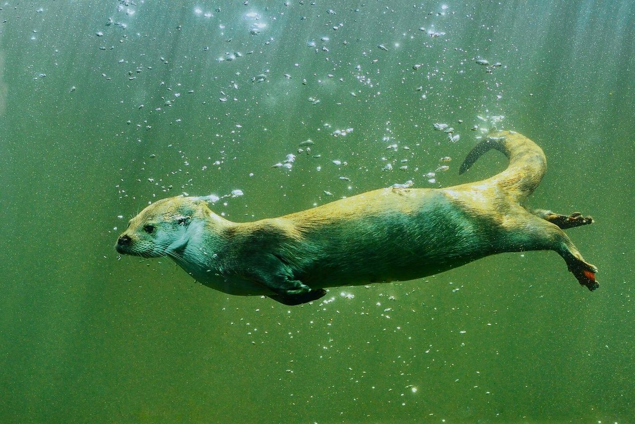 Fischotter sind perfekt an ein Leben im Wasser angepasst.