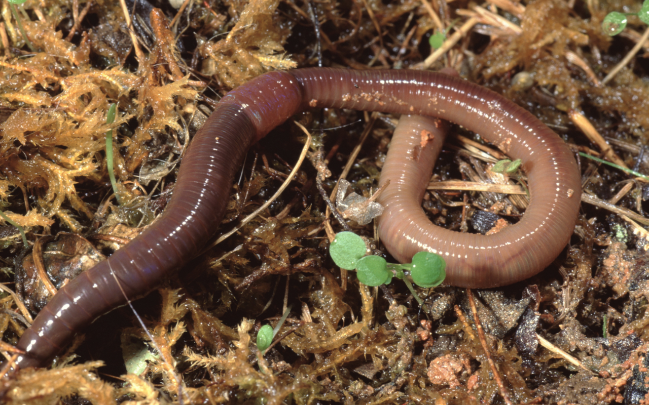 In der Schweiz sind über 40 Arten von Regenwürmern bekannt, die durch den Laien allerdings nur schwer zu unterscheiden sind.