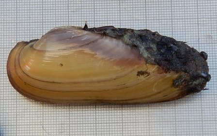 Selten findet man auch heute noch Malermuscheln im Zürichsee.