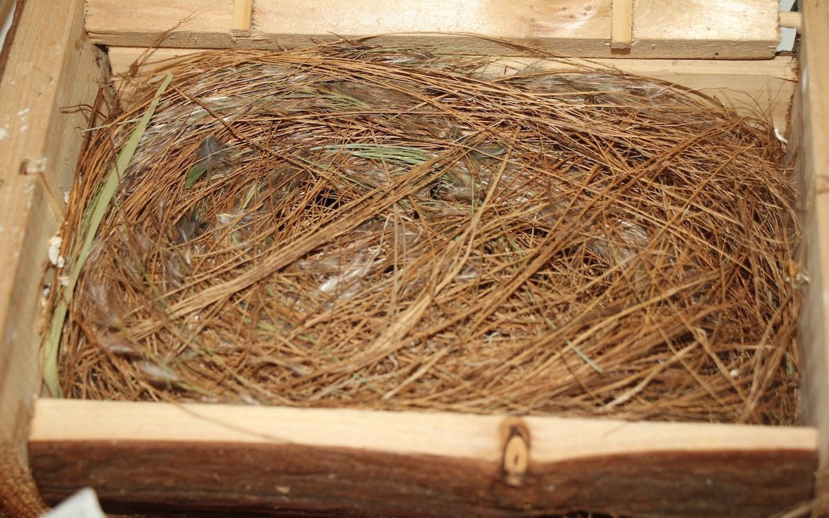 Rotkopf-Papageiamadinen brüten in Nisthöhlen und bauen darin ein Kugelnest. 
