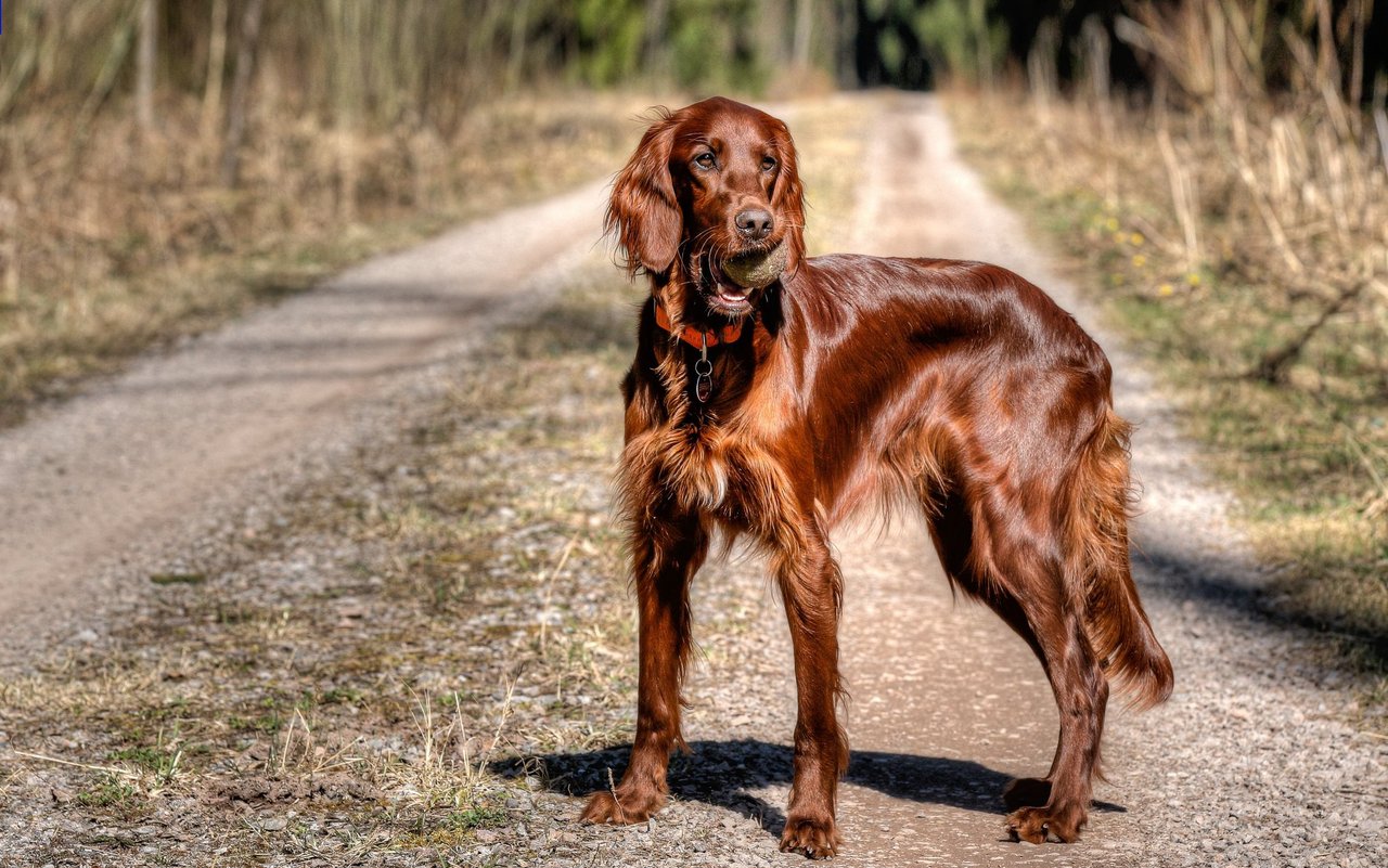 Der Irish Red Setter besitzt ein langes und seidiges rotbraunes Fell. Unverkennbar sind auch seine grossen langen Ohren, die ebenso langhaarig sind.  