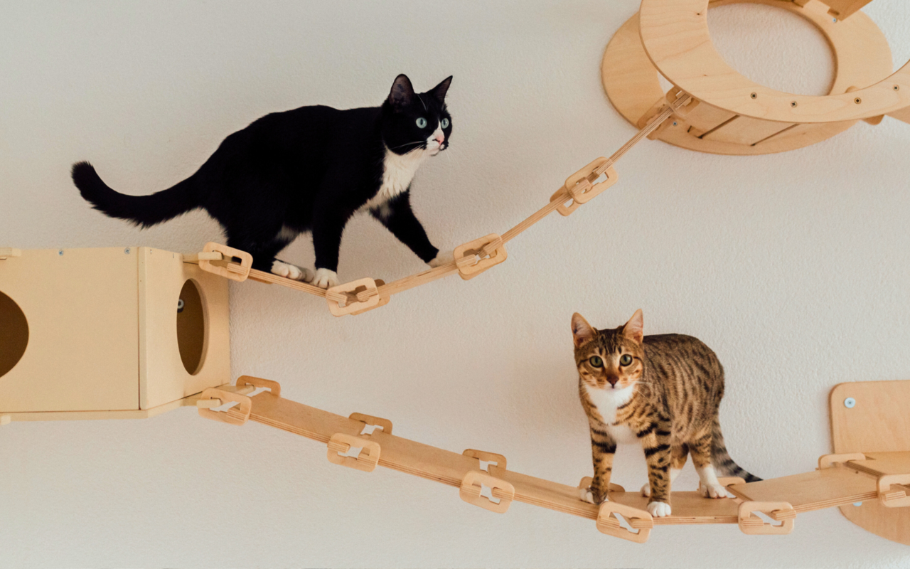 Mit etwas Kreativität und Verständnis für die Bedürfnisse von Samtpfoten gelingt ein attraktives Zuhause leicht.