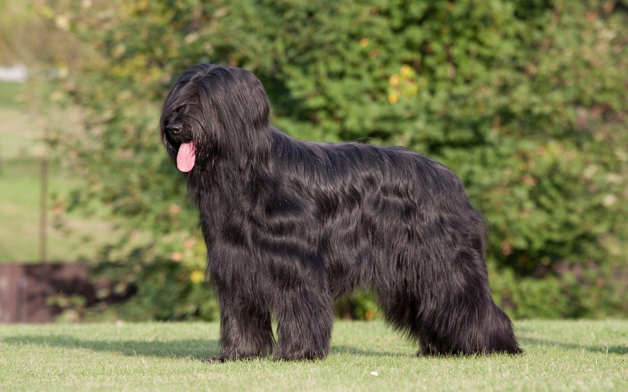 Das Fell des Briard ist lang, leicht gewellt und erinnert in seiner trockenen, leicht rauen Struktur an Ziegenhaar – robust, wetterfest und charakteristisch zottelig.