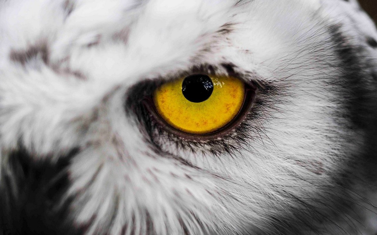 Viele Tiere haben einen festen Platz in der Mystik verschiedener Kulturen - oft mit ähnlichen Charaktereigenschaften.