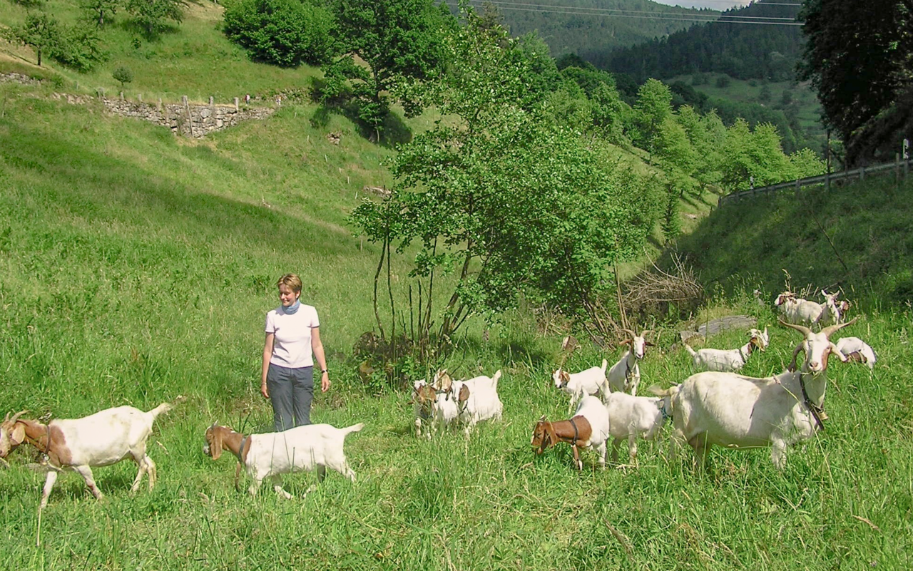 Ein regelmässiger Weidewechsel ist empfehlenswert.