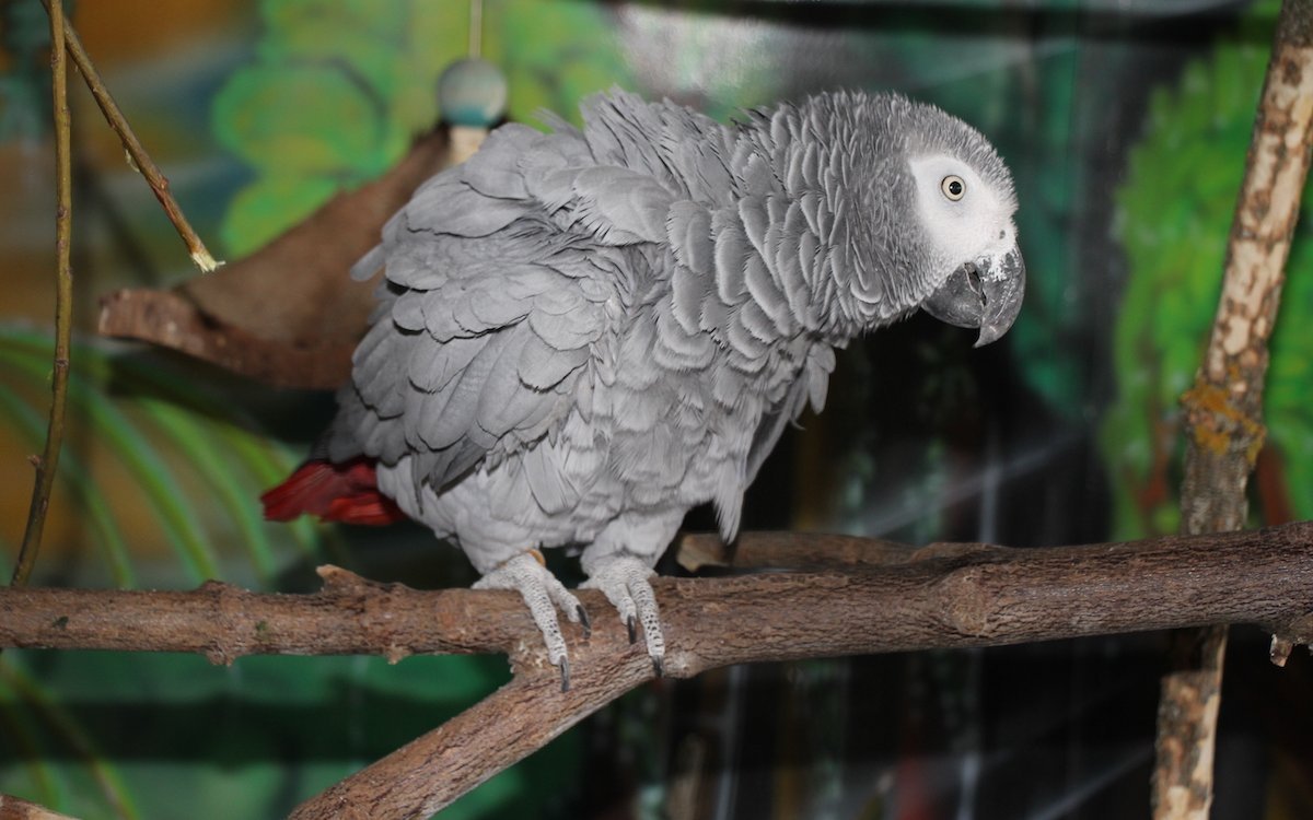 Graupapageien brauchen stetig frische Zweige aus dem Wald zum Nagen. 