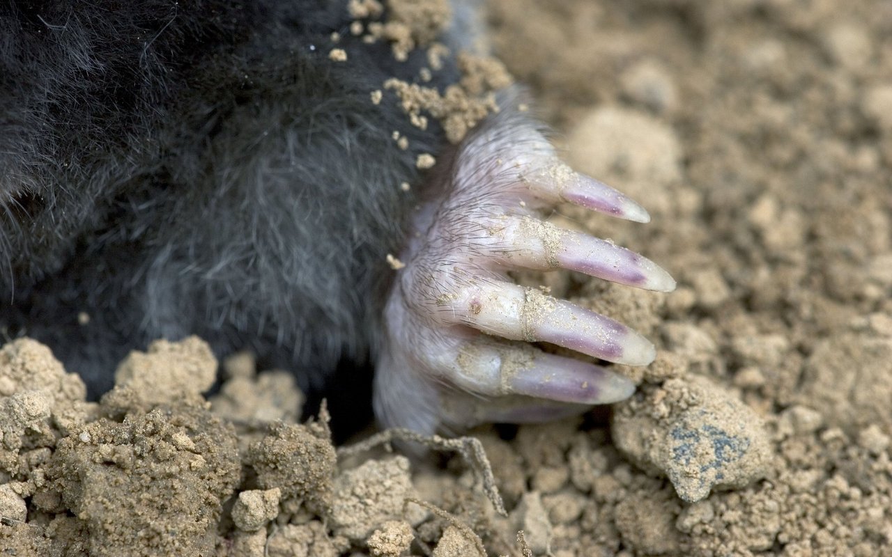 Dank den Schaufelhänden werden Tunnel problemlos gegraben. 