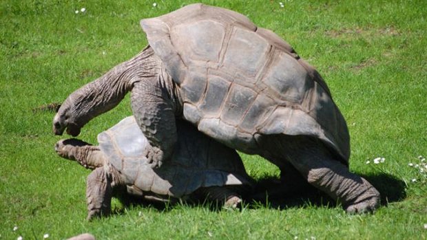 Galapagos-schildkroete-hamburgerin-bysa_s.jpg