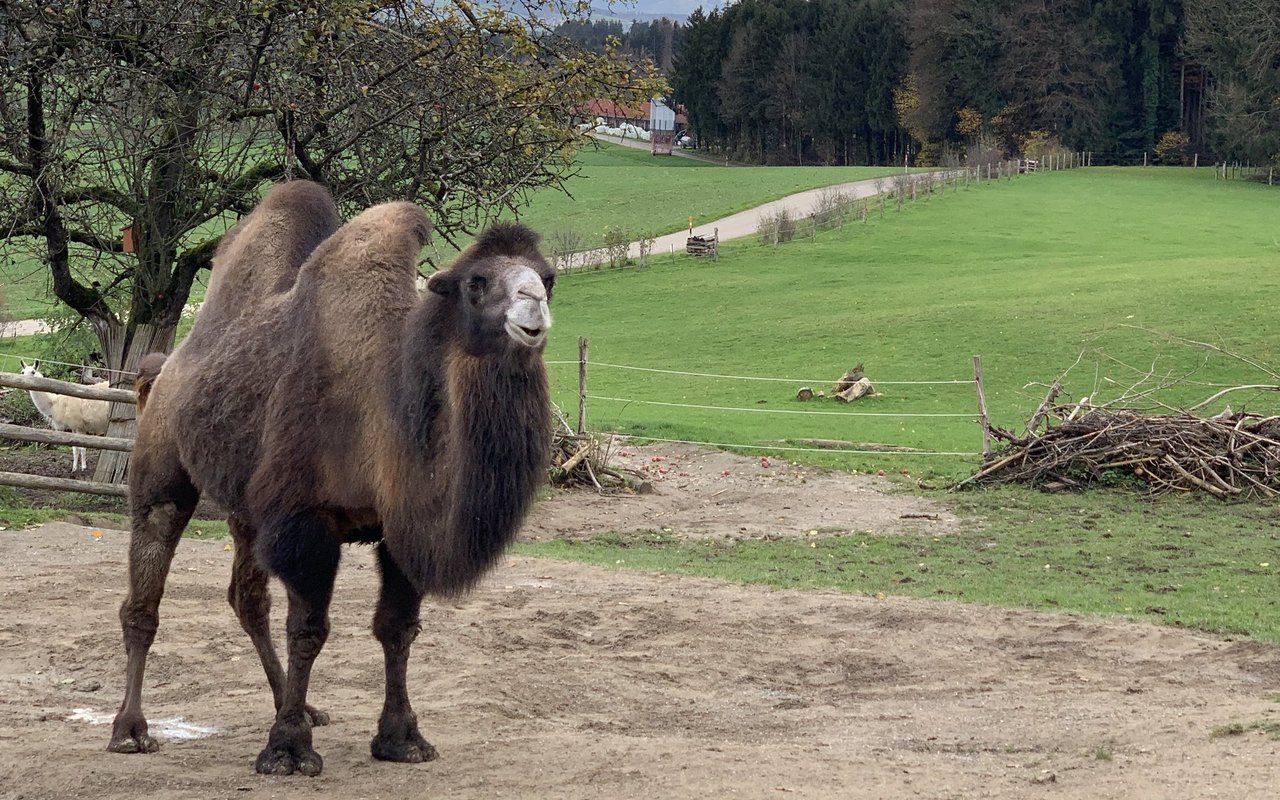 Mitten in Mostindien haben Ulli Runge und Karin Stiffler eine Trampeltieroase erschaffen.
