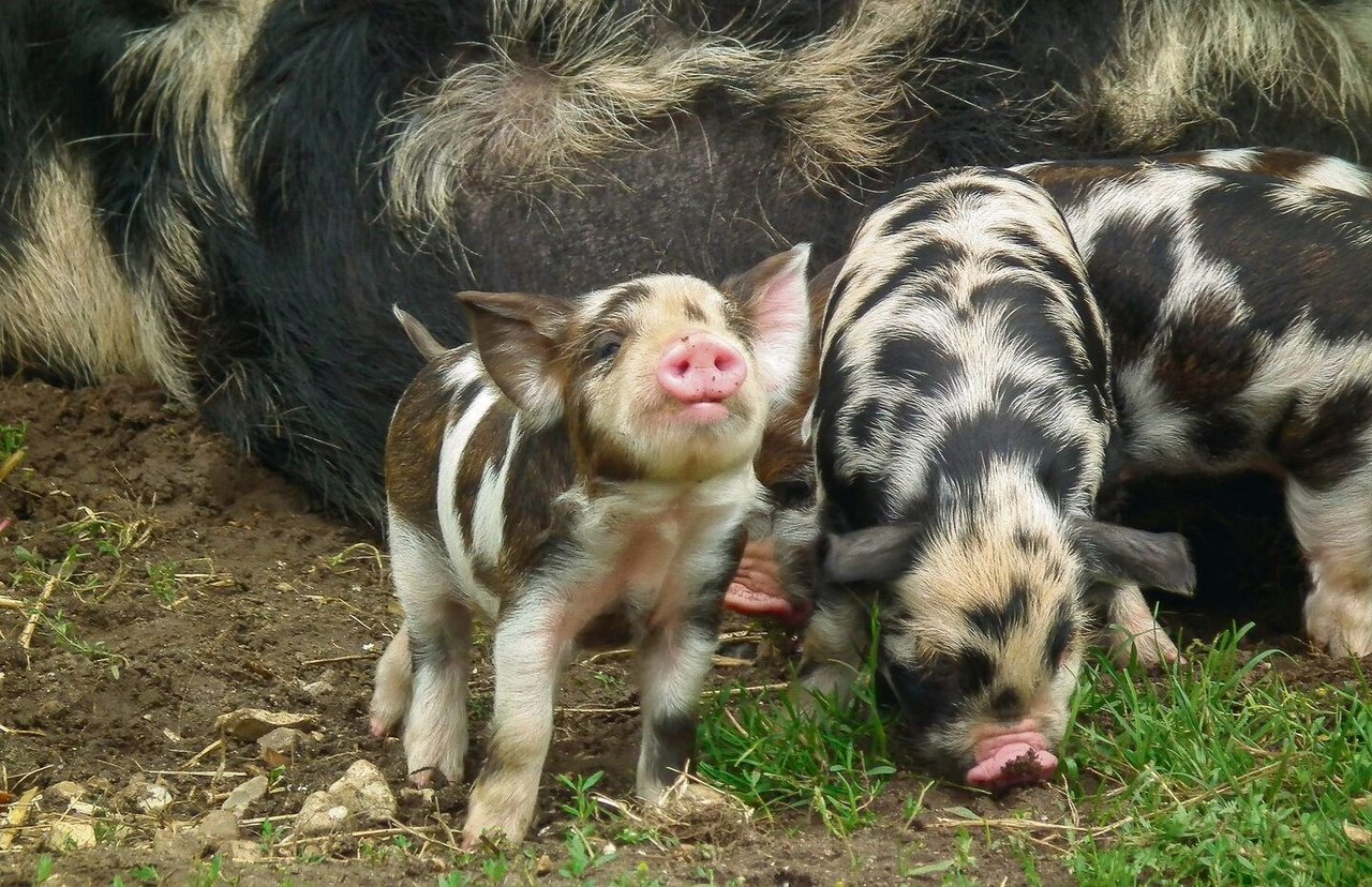 Das gefleckte Fell ist typisch für die Schweinerasse.
