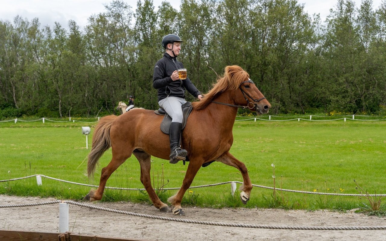 In Island gibt es Pferdeschauen, an denen mit einem Humpen Bier in der Hand geritten wird – das Ziel ist möglichst wenig auszuschütten. 
