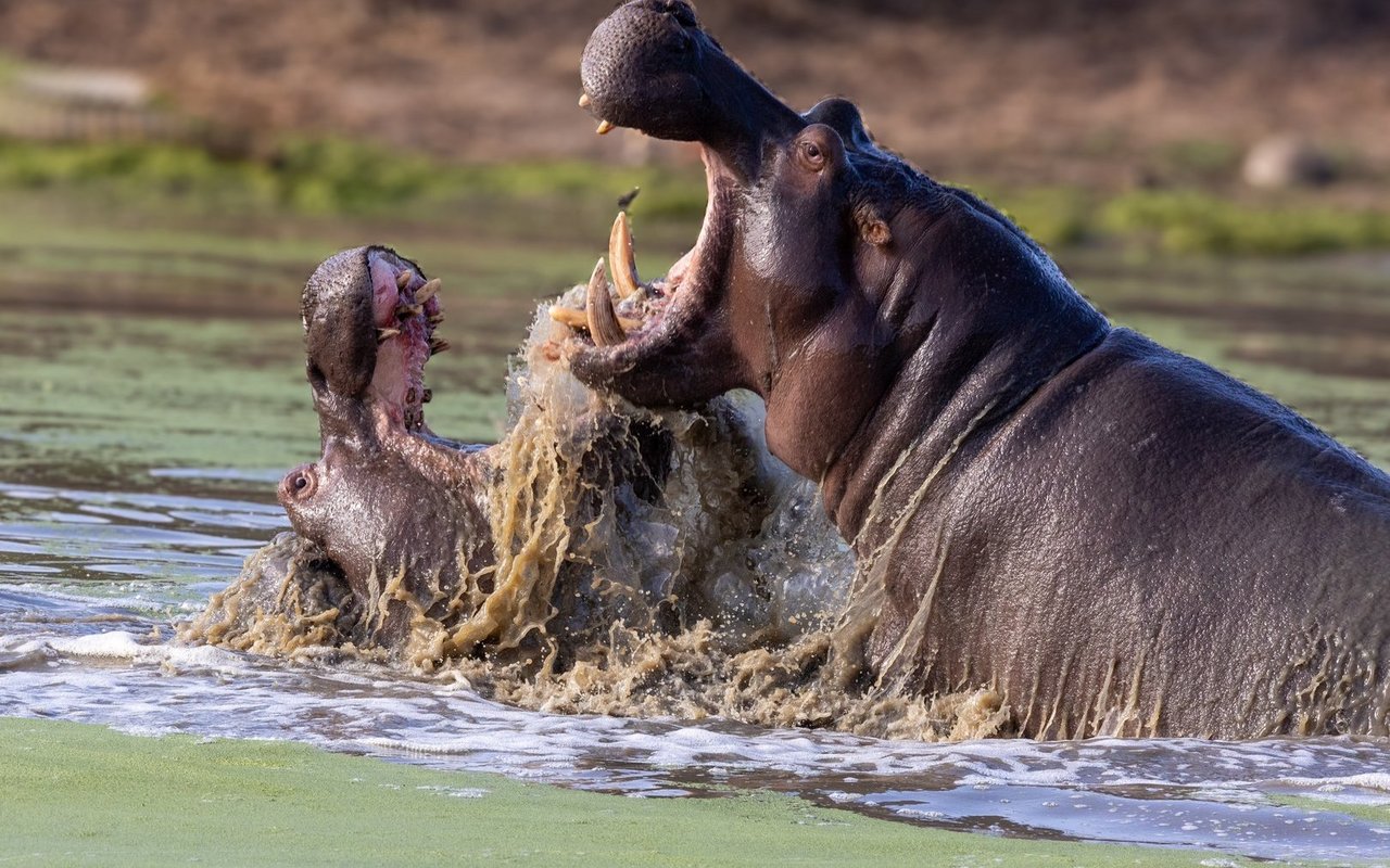 Kampf der Giganten: Wenn Flusspferde kämpfen, geht es ganz schön zu und her.