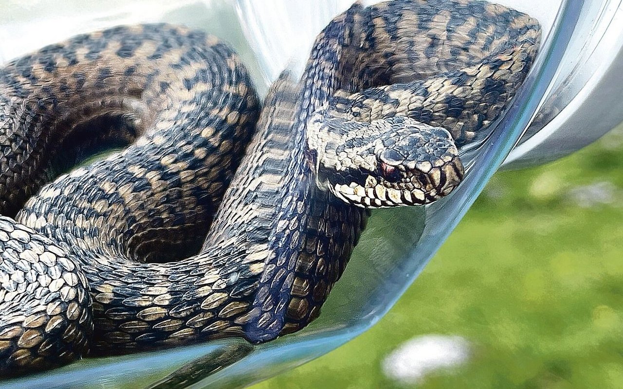 In einem sicheren Behälter kann auch die giftige Kreuzotter von nahem betrachtet werden.