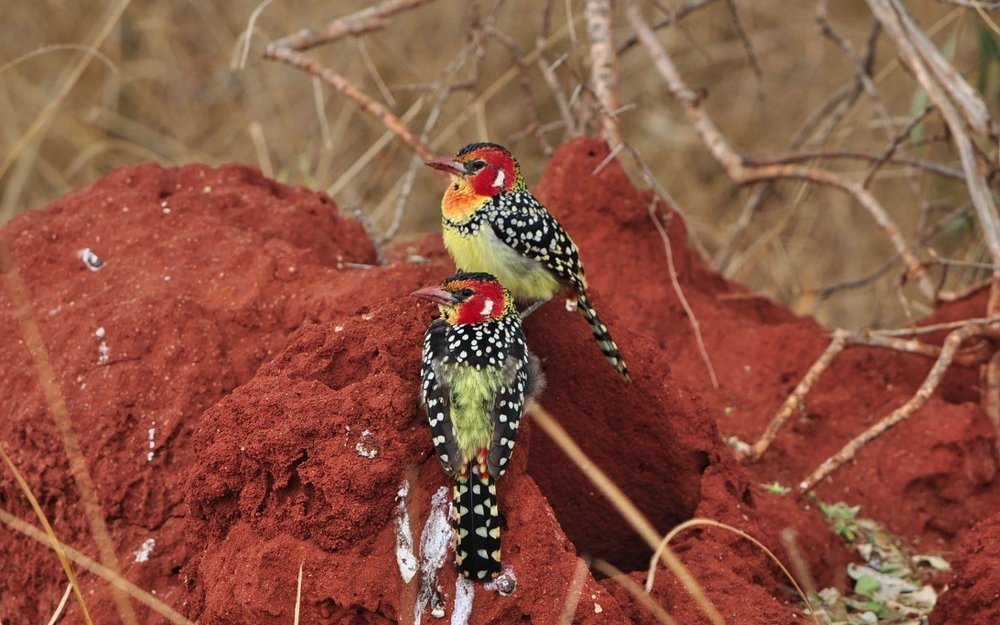 Die farbigen Flammenkopf-Bartvögel nisten in Höhlen in Termitenbauten.