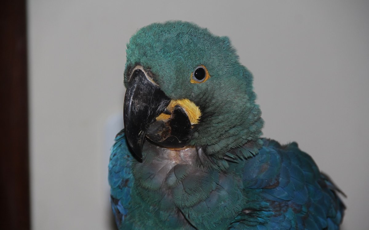 Jüngerer Lear-Ara, der in Bahia aufgefunden wurde. 