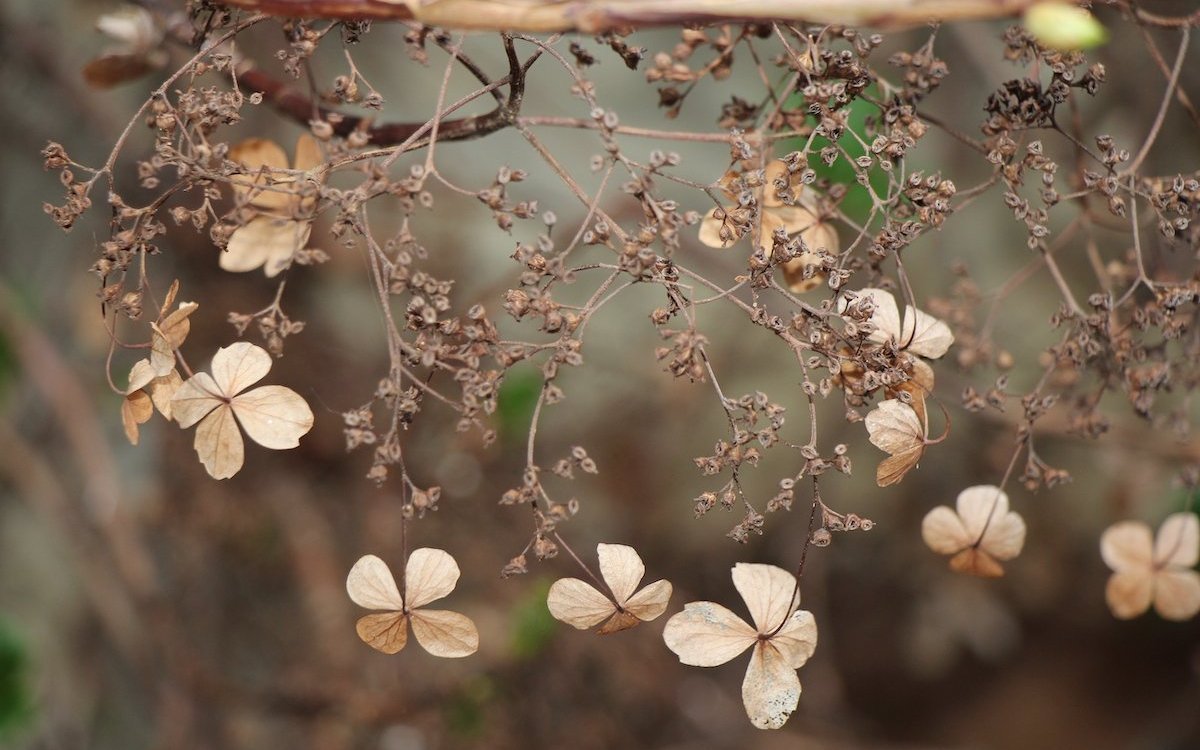Landschaftsgärtner wissen, welche Pflanzen zu jeder Jahreszeit wirken, so etwa wie diese Kletterhortensie im Winter. 