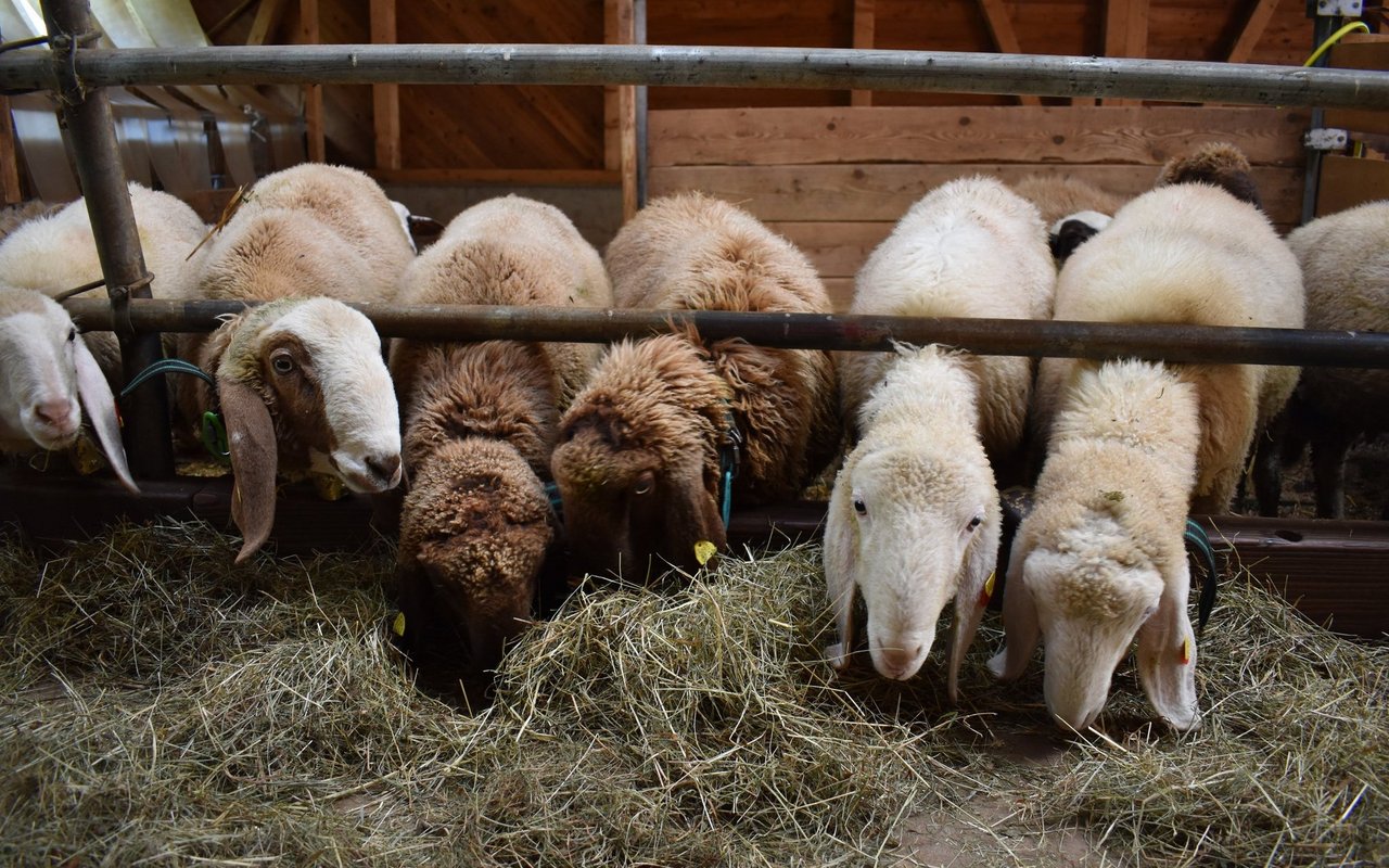 Fünf verschiedene Schafrassen sind auf dem Projekthof Tannenberg anzutreffen.