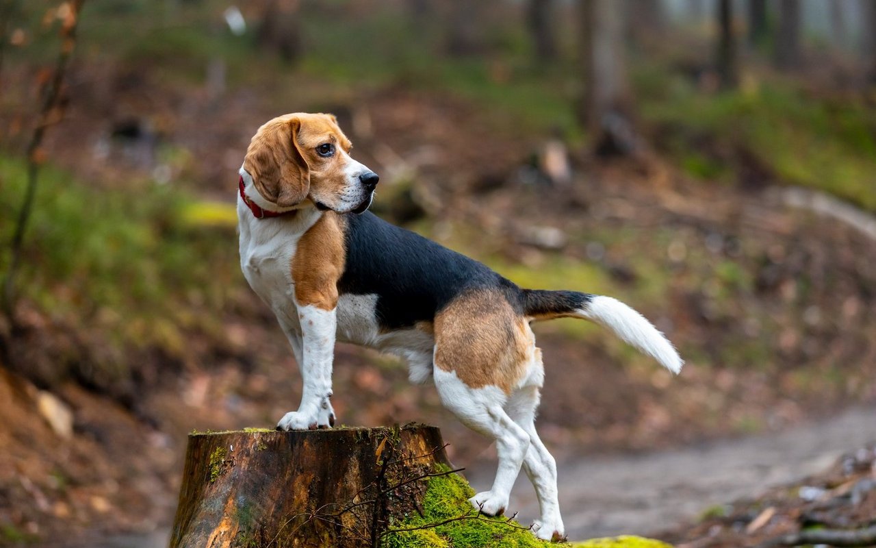 Der Beagle ist ein kleiner bis mittelgrosser Hund mit kurzem Fell und langen Ohren, bekannt für seine aussergewöhnliche Spürnase.