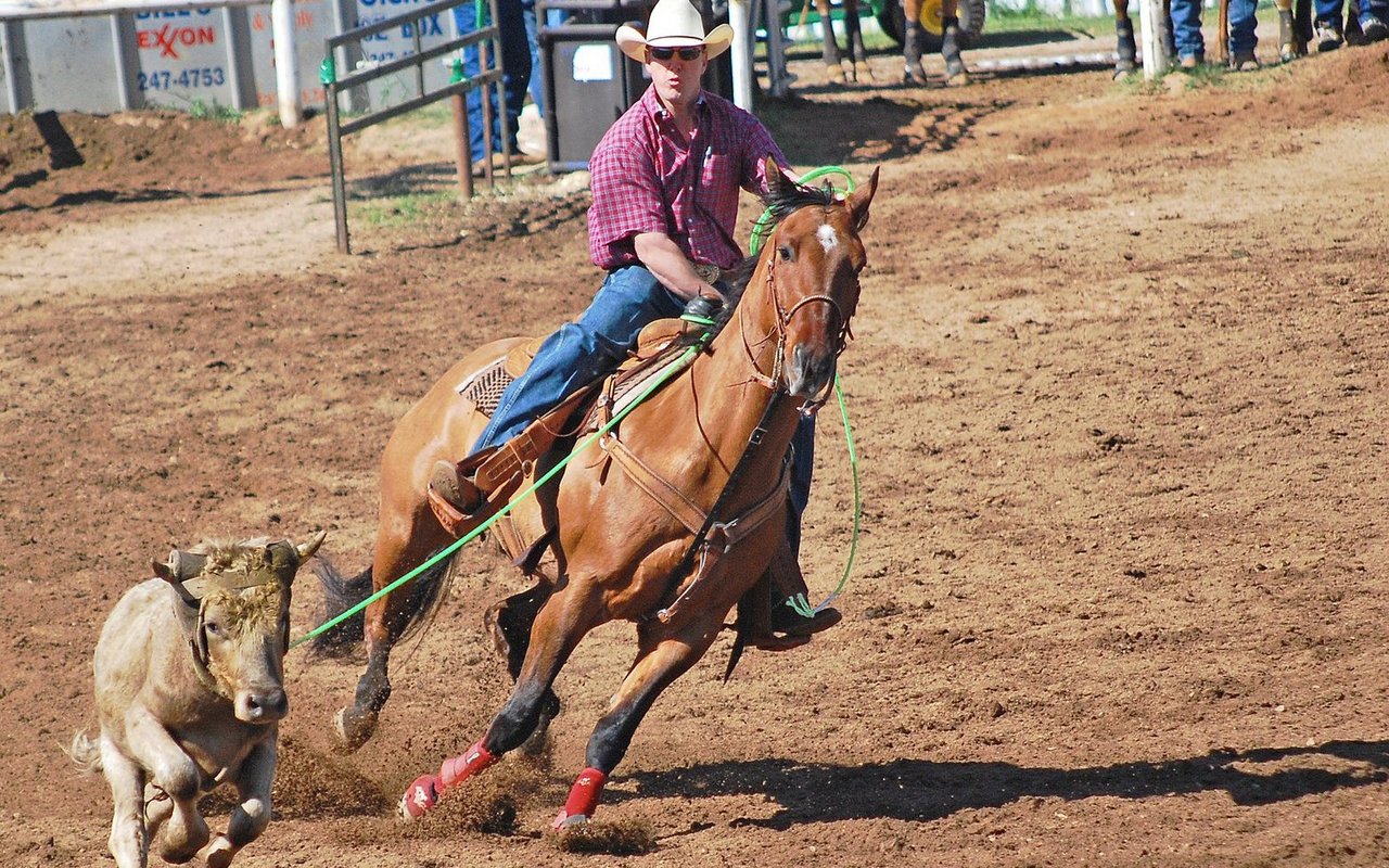 Quarter Horses eigen sich für die Arbeit mit Kühen. 