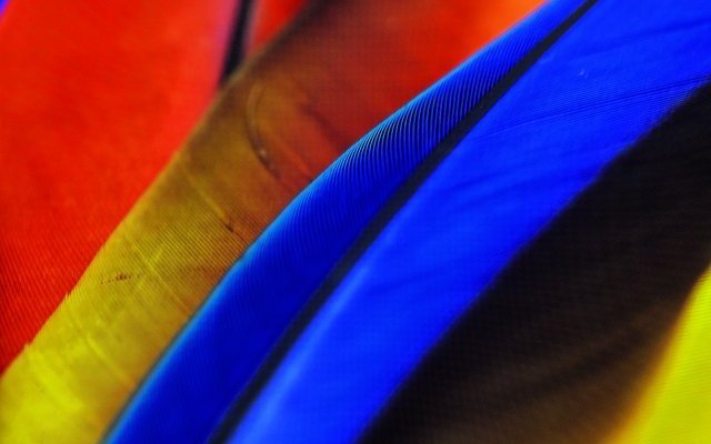 So farbig sind die Federn des Hellroten Aras. 