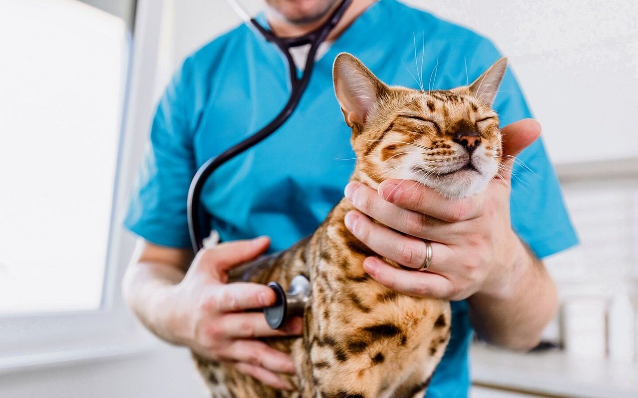 In der Schweiz herrscht ein akuter Fachkräftemangel in der Veterinärmedizin, besonders in Randregionen.