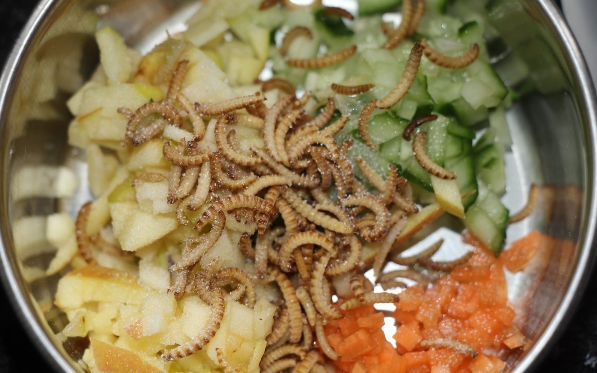 Angebot für Rotkopf-Papageiamadinen. Auf den Früchten befinden sich Buffalowürmer. Früchte und Buffalos sind mit Kalzium bestreut. 