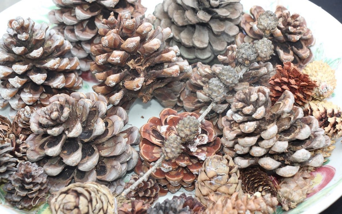 Zapfen aller Art beherbergen Samen, die herausfallen, sobald sich die Schuppen öffnen. 